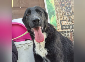 Diana - freundliche, ruhige aber trotzdem unternehmungslustige Hündin