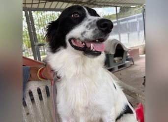 Paola -   ein ganz feines Border Collie Mädchen  mit  Ruhe und Charme