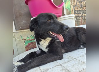 Diana - freundliche, ruhige aber trotzdem unternehmungslustige Hündin