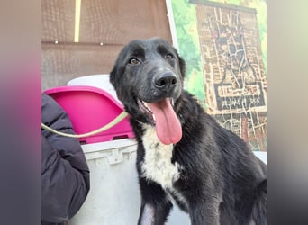 Diana - freundliche, ruhige aber trotzdem unternehmungslustige Hündin