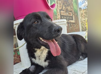 Diana - freundliche, ruhige aber trotzdem unternehmungslustige Hündin