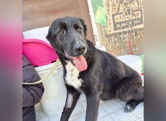 Diana - freundliche, ruhige aber trotzdem unternehmungslustige Hündin