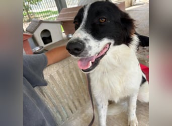 Paola -   ein ganz feines Border Collie Mädchen  mit  Ruhe und Charme