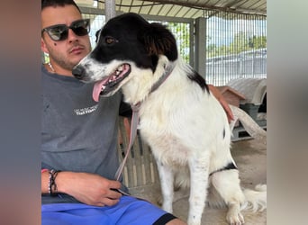 Paola -   ein ganz feines Border Collie Mädchen  mit  Ruhe und Charme