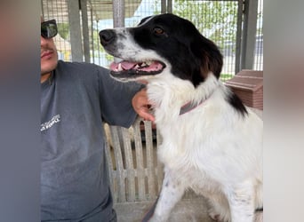 Paola -   ein ganz feines Border Collie Mädchen  mit  Ruhe und Charme