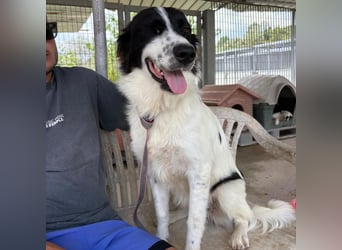 Paola -   ein ganz feines Border Collie Mädchen  mit  Ruhe und Charme