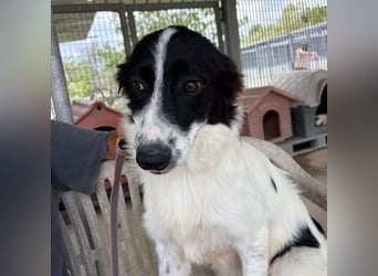 Paola -   ein ganz feines Border Collie Mädchen  mit  Ruhe und Charme