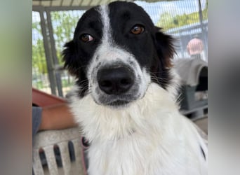 Paola -   ein ganz feines Border Collie Mädchen  mit  Ruhe und Charme