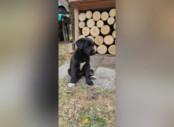 Stella. Ein Welpe. Und ein ganzer Rucksack voller Zukunft.
