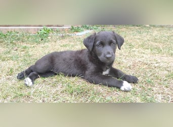 Stella. Ein Welpe. Und ein ganzer Rucksack voller Zukunft.