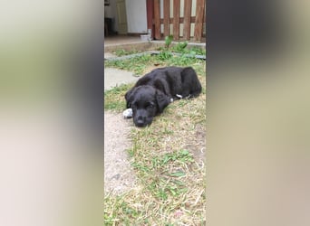 Stella. Ein Welpe. Und ein ganzer Rucksack voller Zukunft.