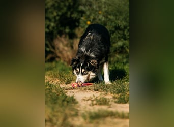 Lebensfroher Tocki sucht seine Familie