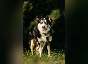 Lebensfroher Tocki sucht seine Familie