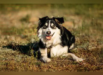 Lebensfroher Tocki sucht seine Familie