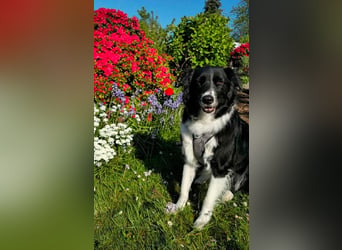 Border-Collie-Mix Luke sucht neues Zuhause