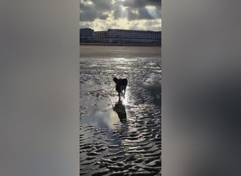 Border-Collie-Mix Luke sucht neues Zuhause