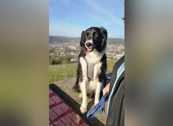 Border-Collie-Mix Luke sucht neues Zuhause