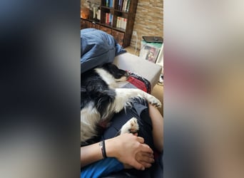 Border-Collie-Mix Luke sucht neues Zuhause