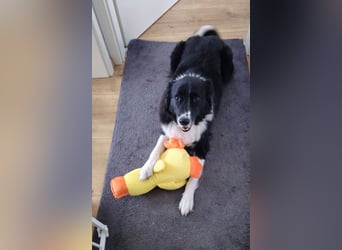 Border-Collie-Mix Luke sucht neues Zuhause
