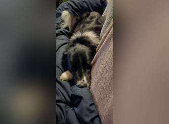 Border-Collie-Mix Luke sucht neues Zuhause