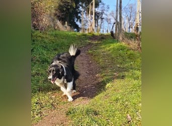 Border-Collie-Mix Luke sucht neues Zuhause