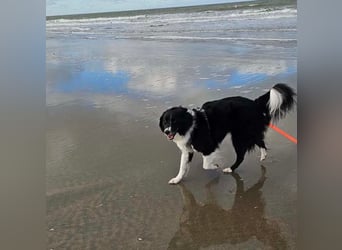 Border-Collie-Mix Luke sucht neues Zuhause