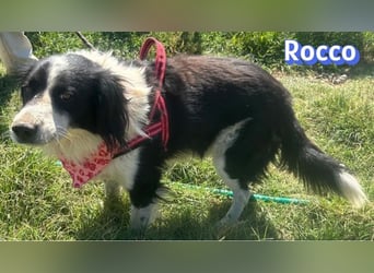 Rocco - freundlich und sozial