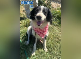 Rocco - freundlich und sozial