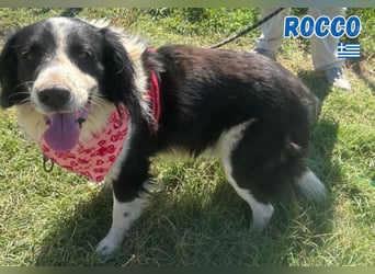 Rocco - freundlich und sozial