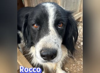 Rocco - freundlich und sozial