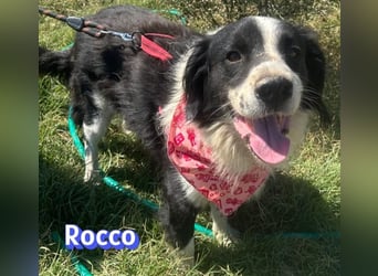 Rocco - freundlich und sozial