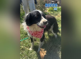 Rocco - freundlich und sozial