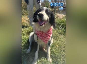 Rocco - freundlich und sozial