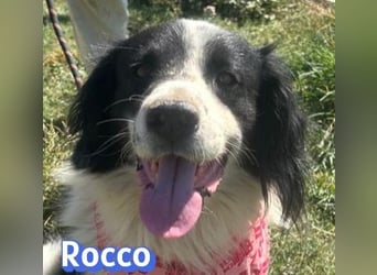 Rocco - freundlich und sozial