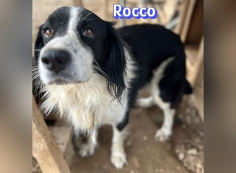 Rocco - freundlich und sozial