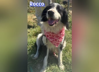 Rocco - freundlich und sozial
