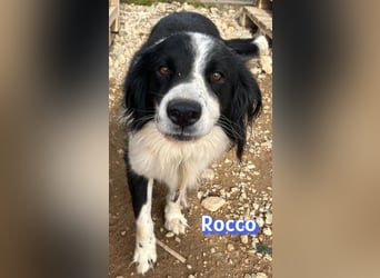 Rocco - freundlich und sozial
