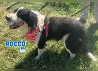 Rocco - freundlich und sozial