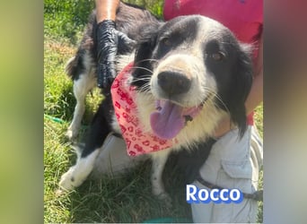 Rocco - freundlich und sozial
