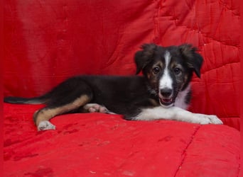 Junger Lex sucht seine Familie