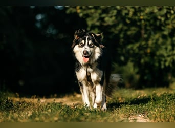 Lustiger Tocki sucht seine Familie