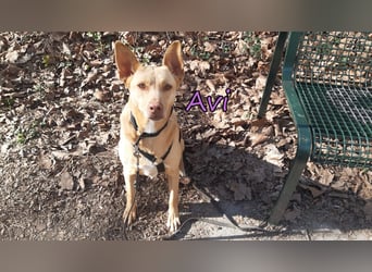 Avi geb. 10/2021 (in Deutschland) - gehorsame, lernwillige und liebe Hündin sucht Familienanschluss!