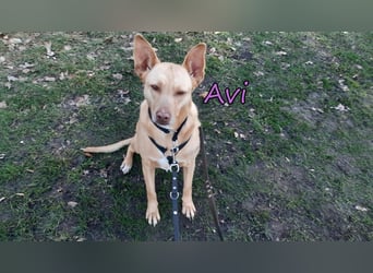 Avi geb. 10/2021 (in Deutschland) - gehorsame, lernwillige und liebe Hündin sucht Familienanschluss!
