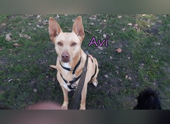 Avi geb. 10/2021 (in Deutschland) - gehorsame, lernwillige und liebe Hündin sucht Familienanschluss!