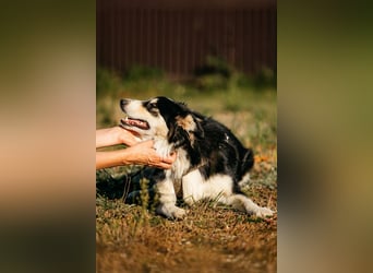 Lustiger Tocki sucht seine Familie