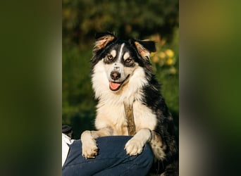 Lustiger Tocki sucht seine Familie