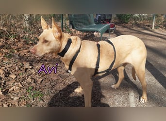 Avi geb. 10/2021 (in Deutschland) - gehorsame, lernwillige und liebe Hündin sucht Familienanschluss!