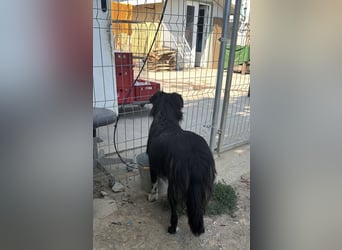 Lisa2, Liebe und unkomplizierte Hündin