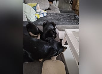 Border Collie–Husky-Mix Rüde (2021) freundlich & aktiv, verschiedene Augenfarben