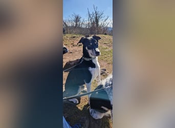 Border Collie–Husky-Mix Rüde (2021) freundlich & aktiv, verschiedene Augenfarben